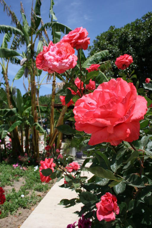 Paradise Garden Gumusluk Evleri Aparthotel Exteriör bild